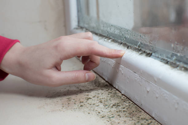 Best Crawl Space Mold Remediation  in Buchanan, NY